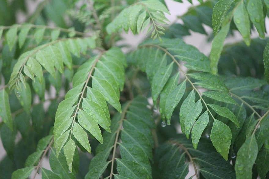 curry leaves