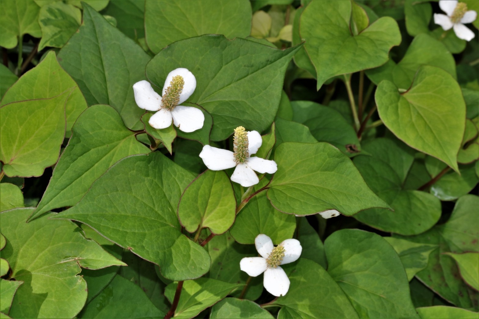 Houttuynia cordata