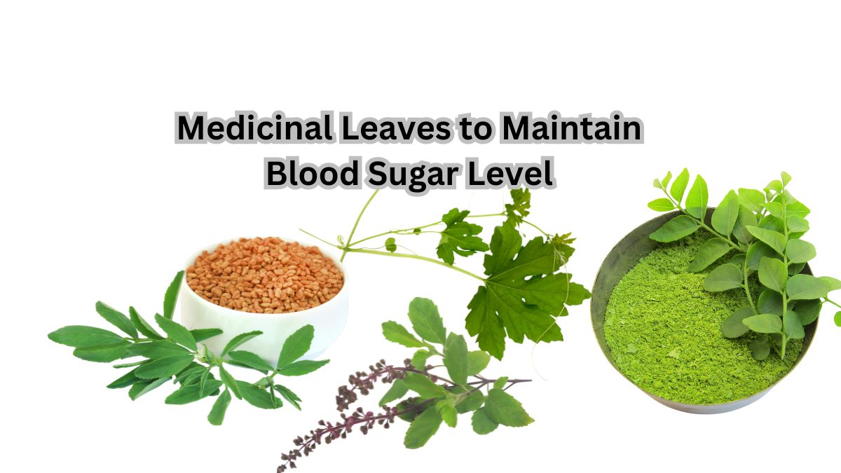 Medicinal Leaves to Maintain Blood Sugar Level