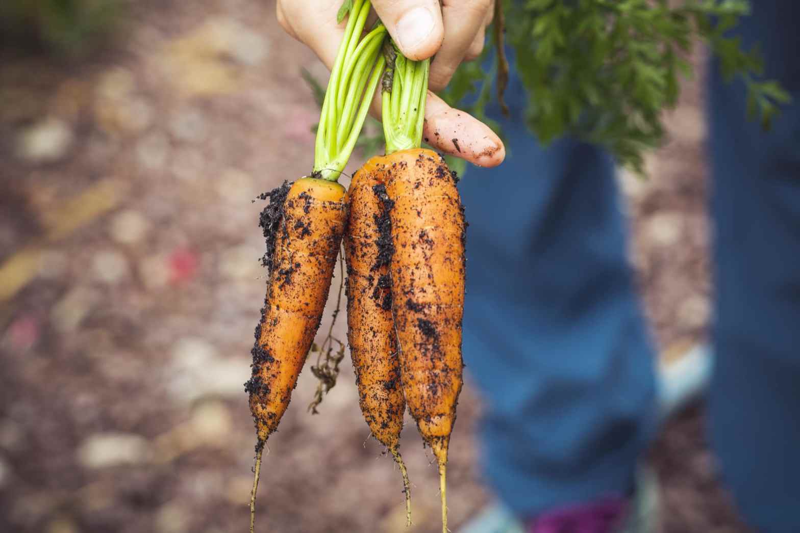 organic_lifestyle