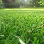 9 Amazing Paragis Grass Health Benefits 2 paragis grass